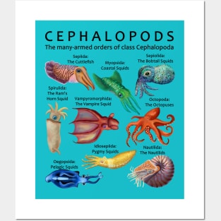 The Cephalopod: Octopus, Squid, Cuttlefish, and Nautilus (Light Background) Posters and Art